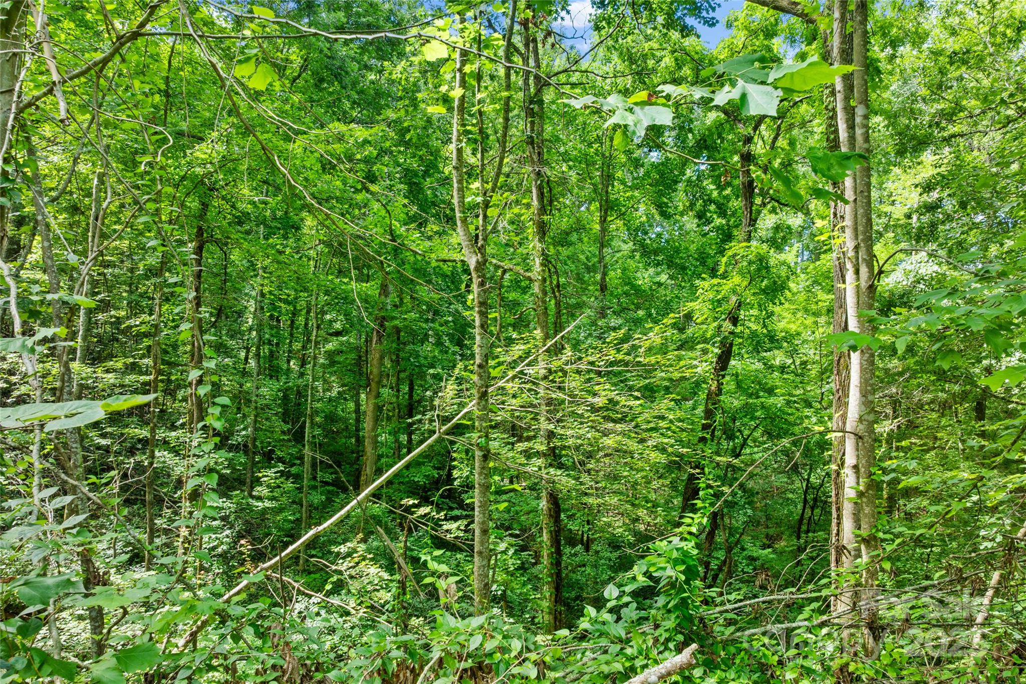 Bear River Lodge - Land