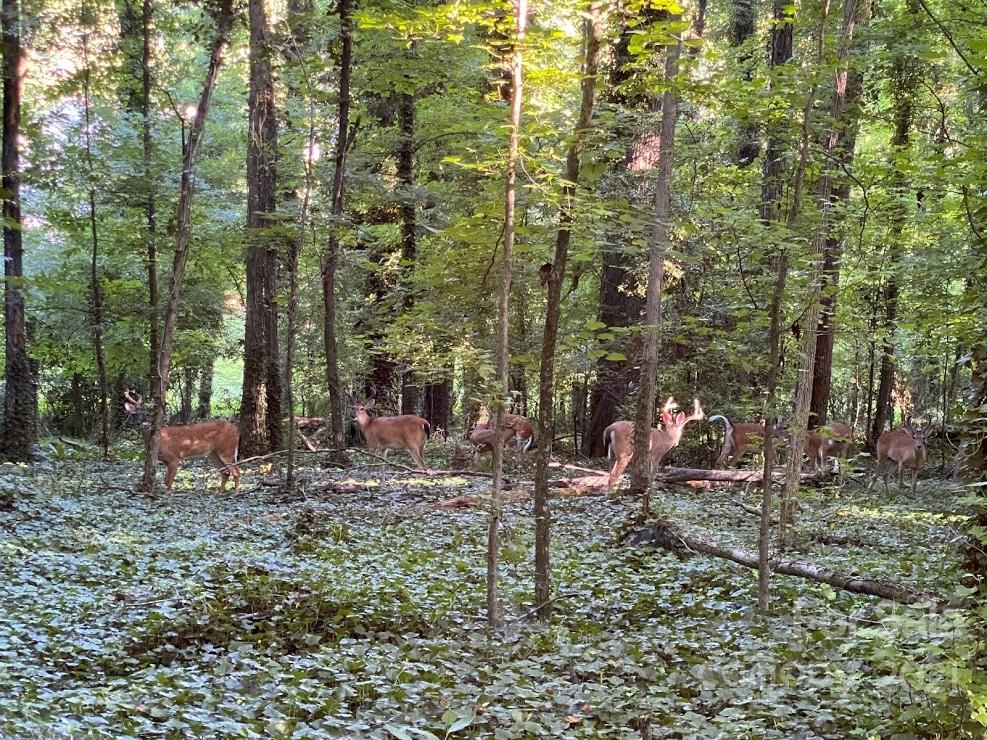 Wooded Acres - Residential