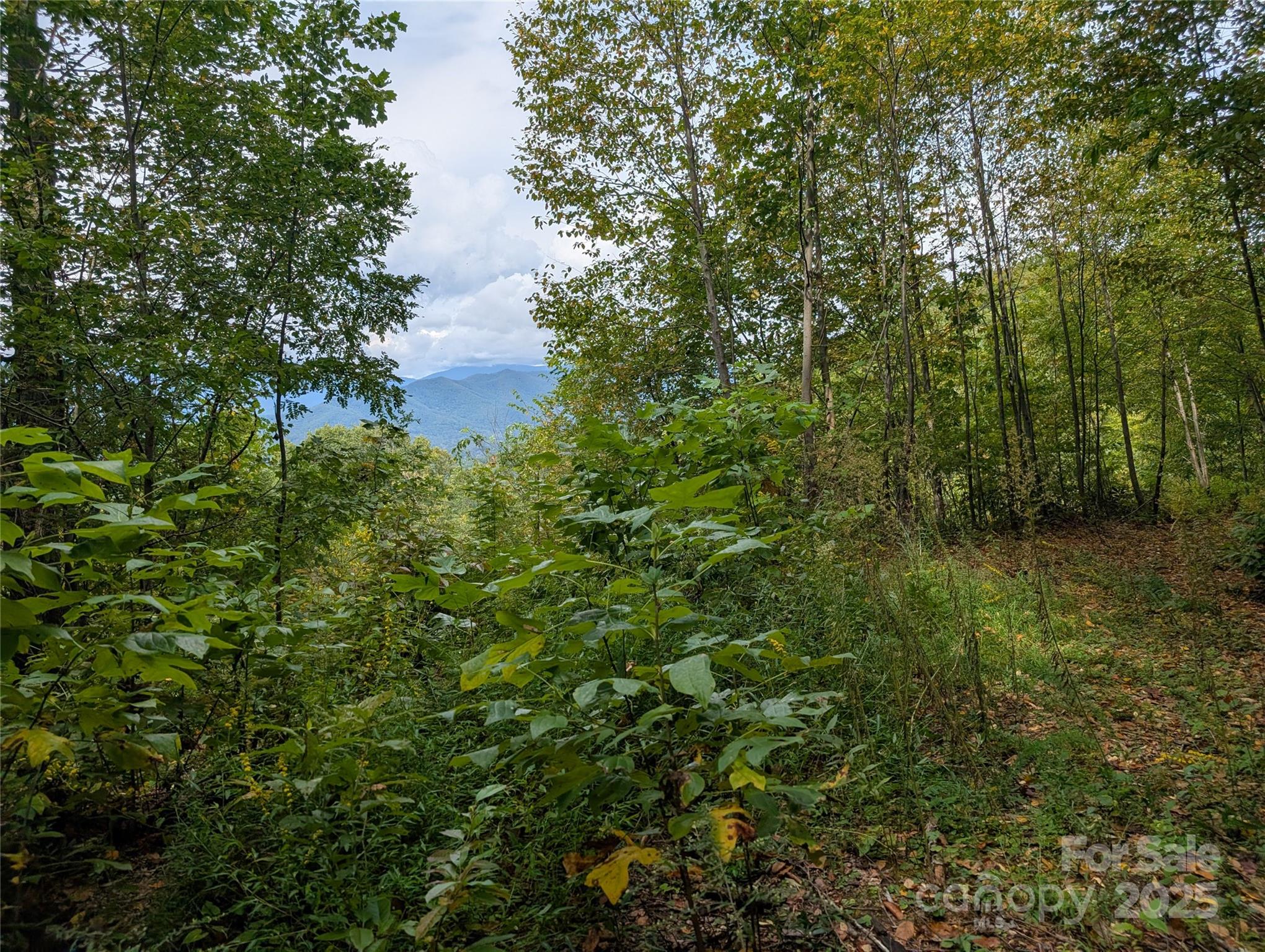 The Settings Of Black Mountain - Land