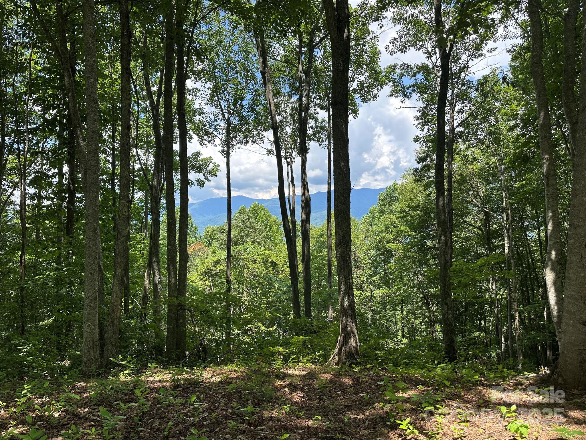 Balsam Mountain Preserve - Land