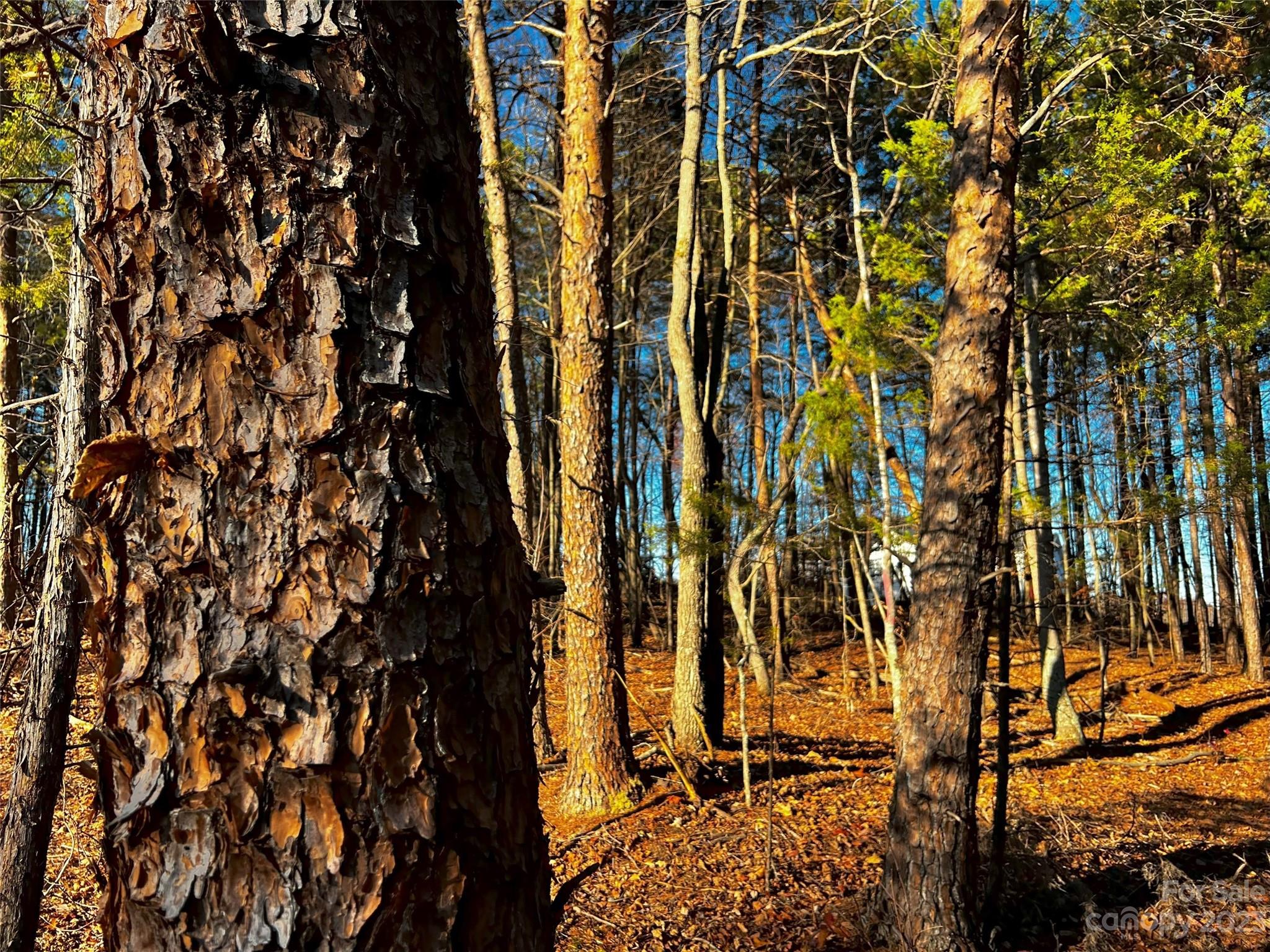 127 Hunt Camp Trail 16