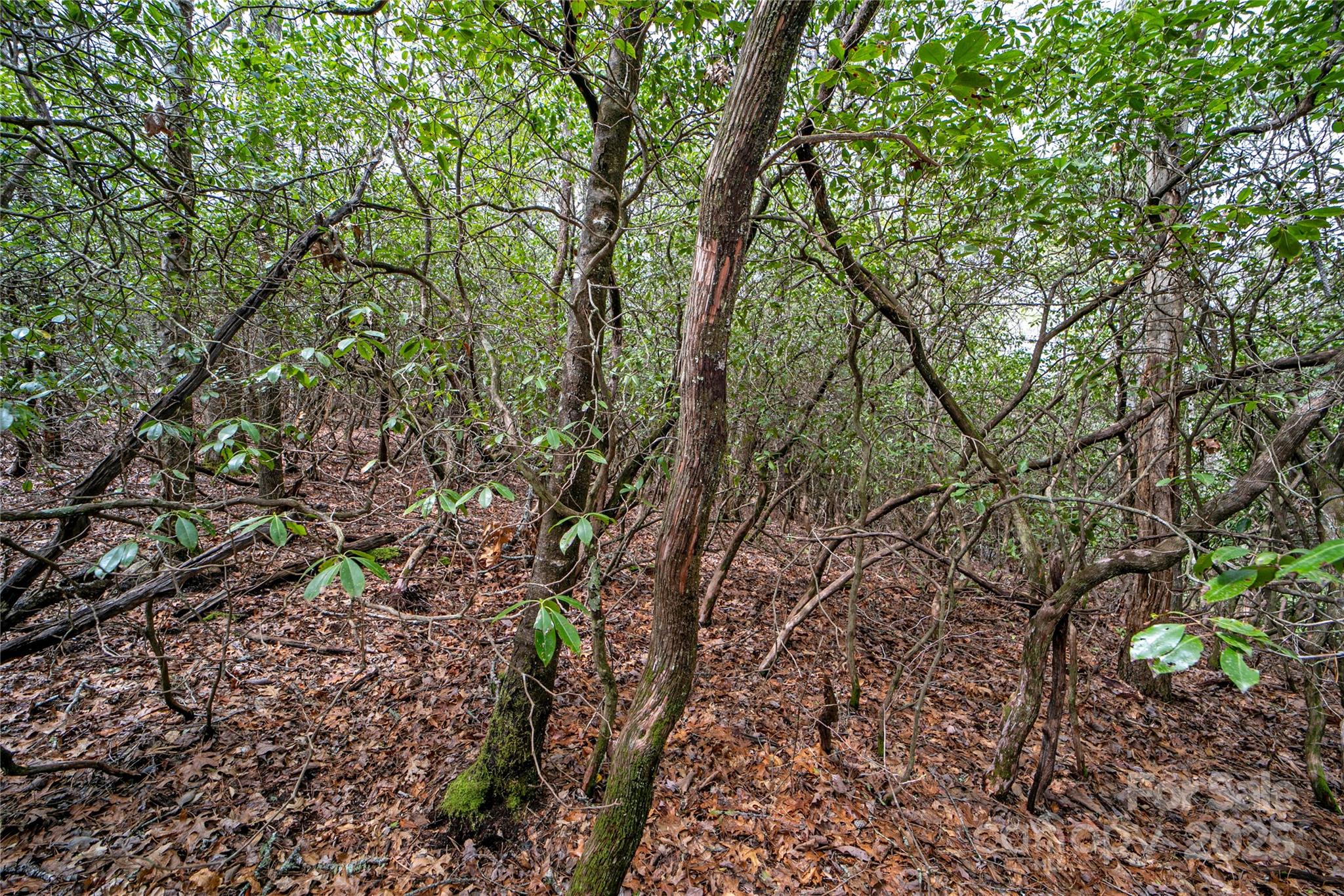 Whiskey Creek II - Land