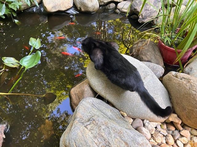 Sunrise Village - Residential