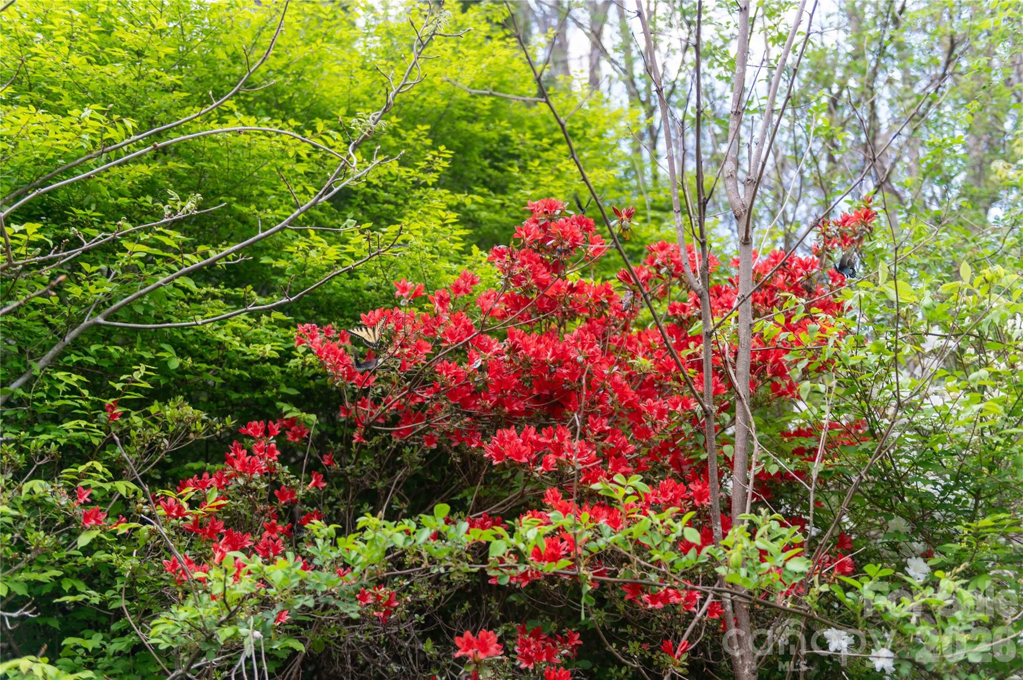 99 Banjo Branch Road