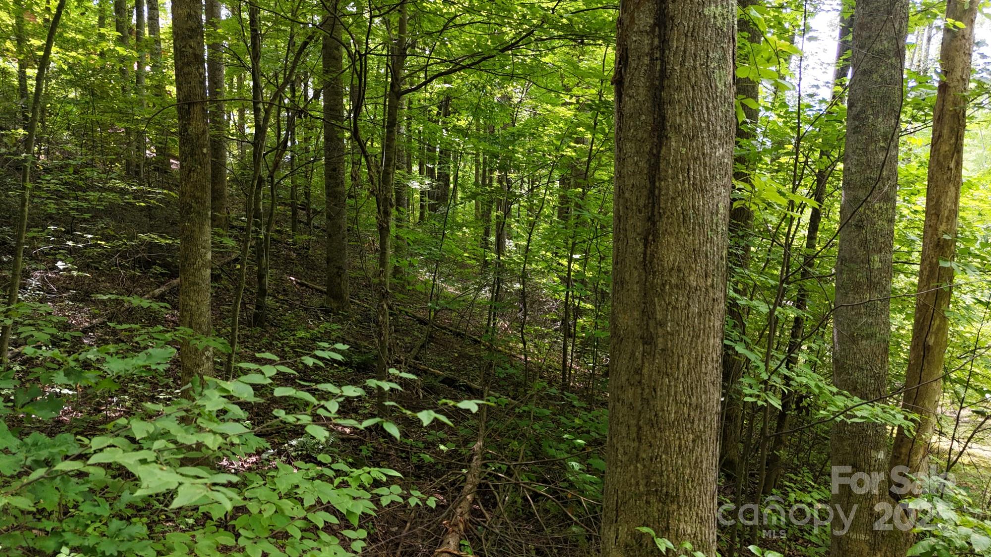 Mountain Watch - Land