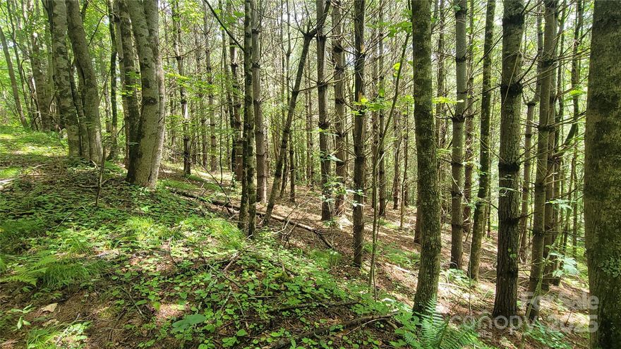 9.90-Acre Creekside Retreat in South Toe Township – Unrestricted and Priced to Sell

Welcome to your own slice of mountain paradise in the heart of South Toe Township, just off Seven Mile Ridge Road. This beautiful 9.90-acre wooded property offers easy access via a well-maintained private gravel road and is attractively priced at $120,000.

Surrounded by mature forest and the gentle sounds of a nearby creek, this land invites you to slow down and enjoy the peace and privacy of the mountains. With no restrictions, you have the freedom to create the lifestyle you envision—whether that’s a cozy cabin, a private homestead, or a quiet weekend retreat. The gently rolling terrain provides multiple potential building sites, each offering its own sense of seclusion and natural beauty.

Conveniently located just 30 minutes from downtown Burnsville, this property strikes the perfect balance between tranquil mountain living and everyday accessibility in one of Yancey County’s most desirable areas. Whether you’re ready to build now or planning for the future, this inviting creekside retreat is a rare opportunity you won’t want to miss.