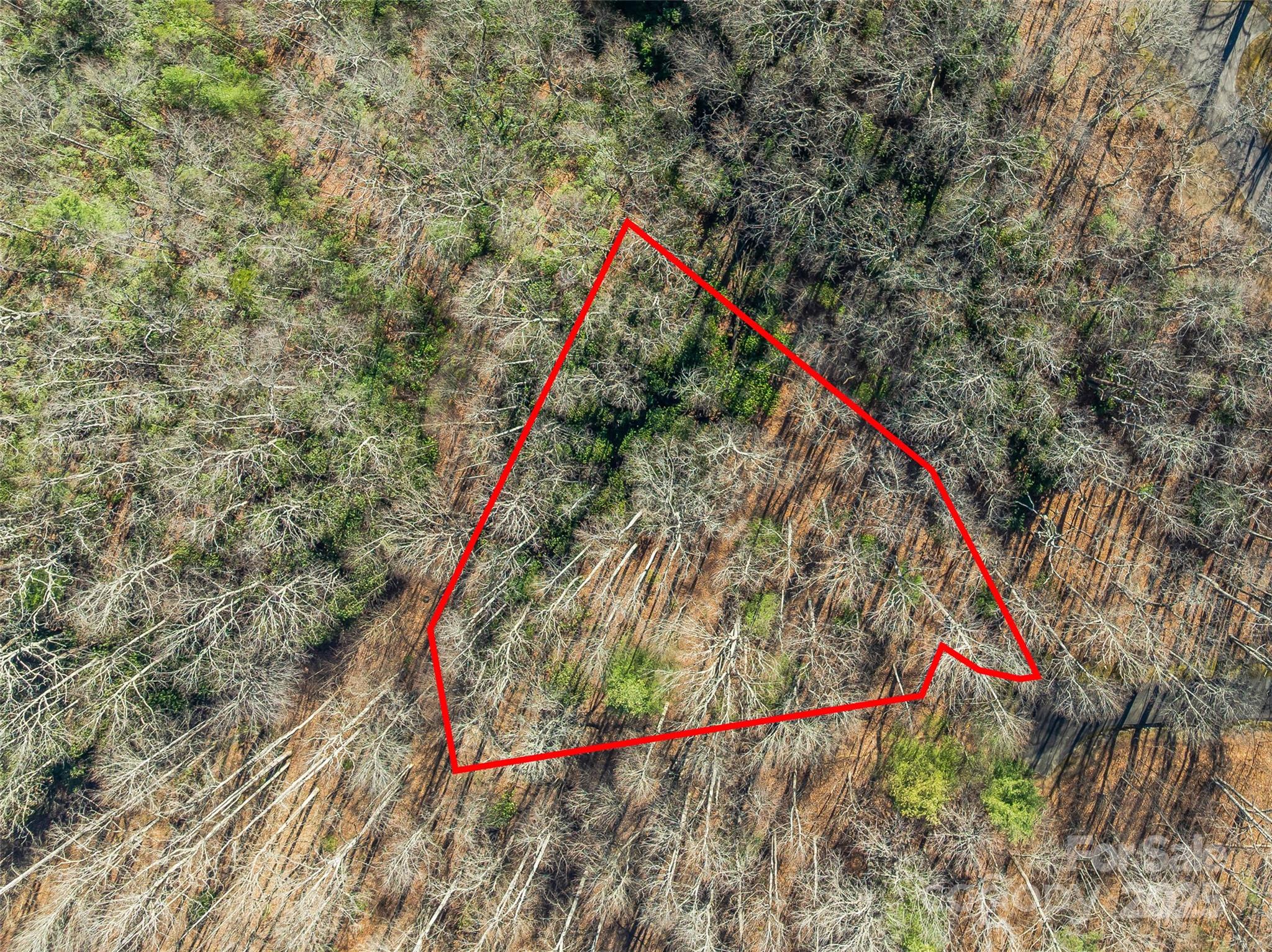 TBD Ladys Fern Trail 9