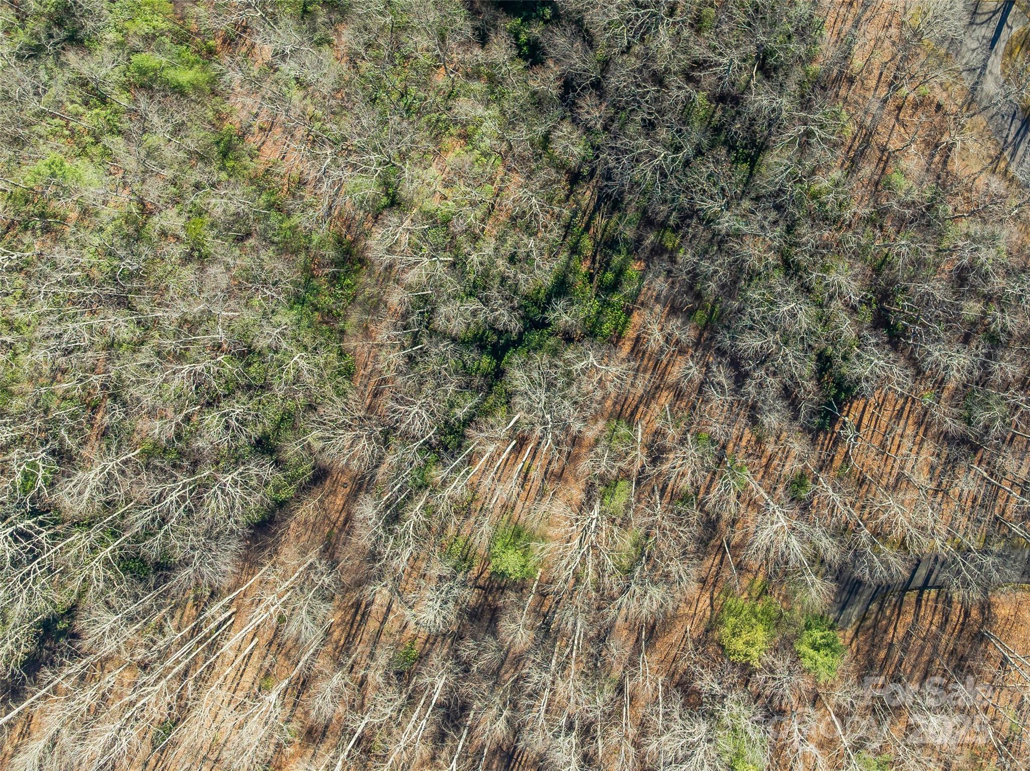 TBD Ladys Fern Trail 9