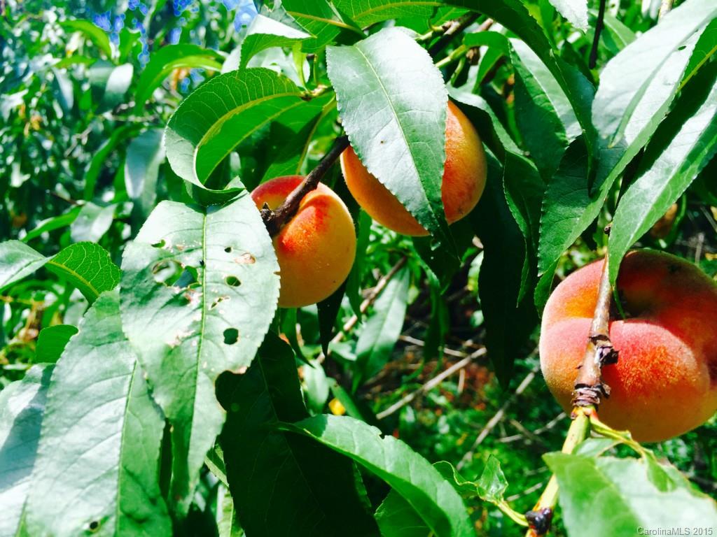Commodore Peninsula - Residential