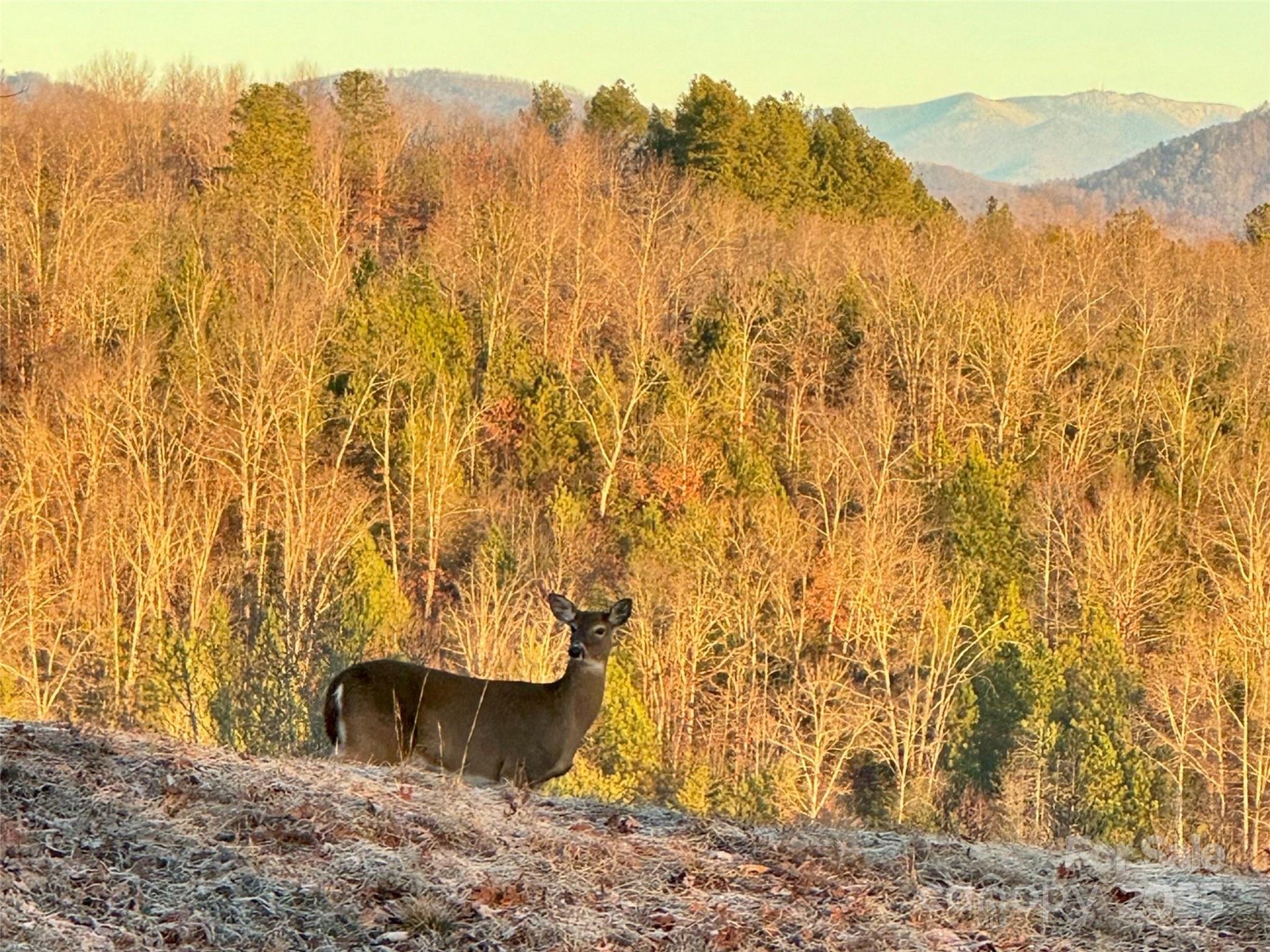 Mountain Laurel Estates - Land
