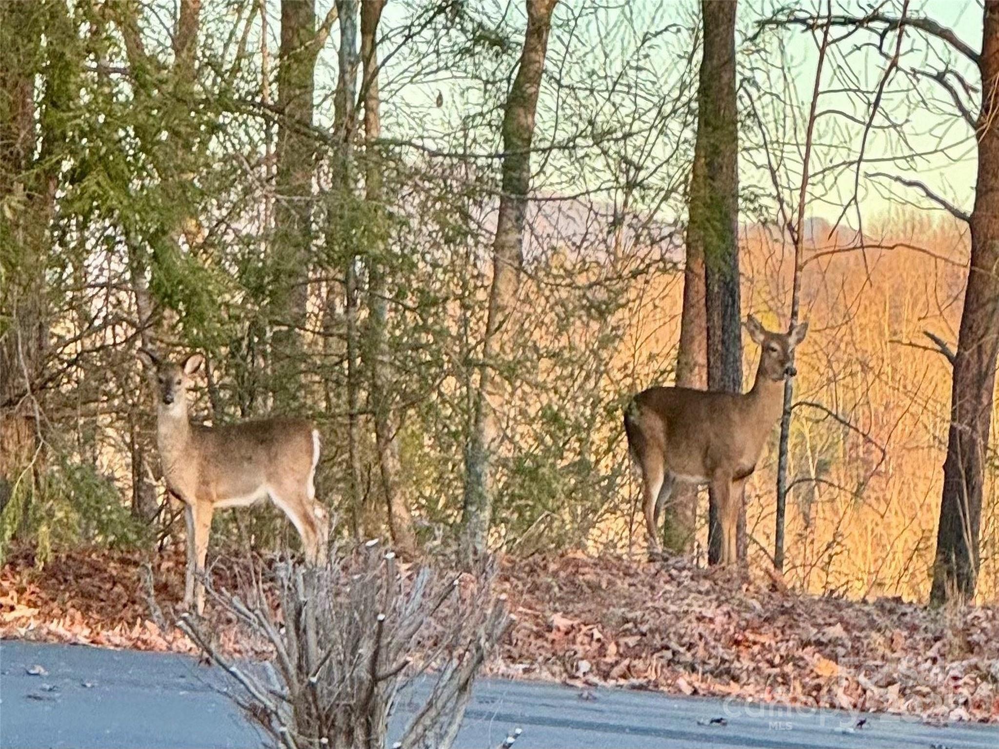 Mountain Laurel Estates - Land