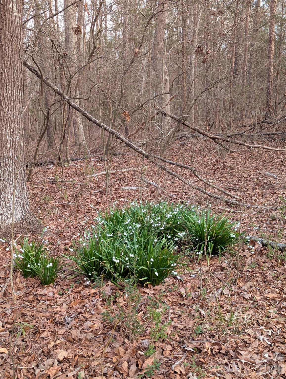 Moss Creek - Residential