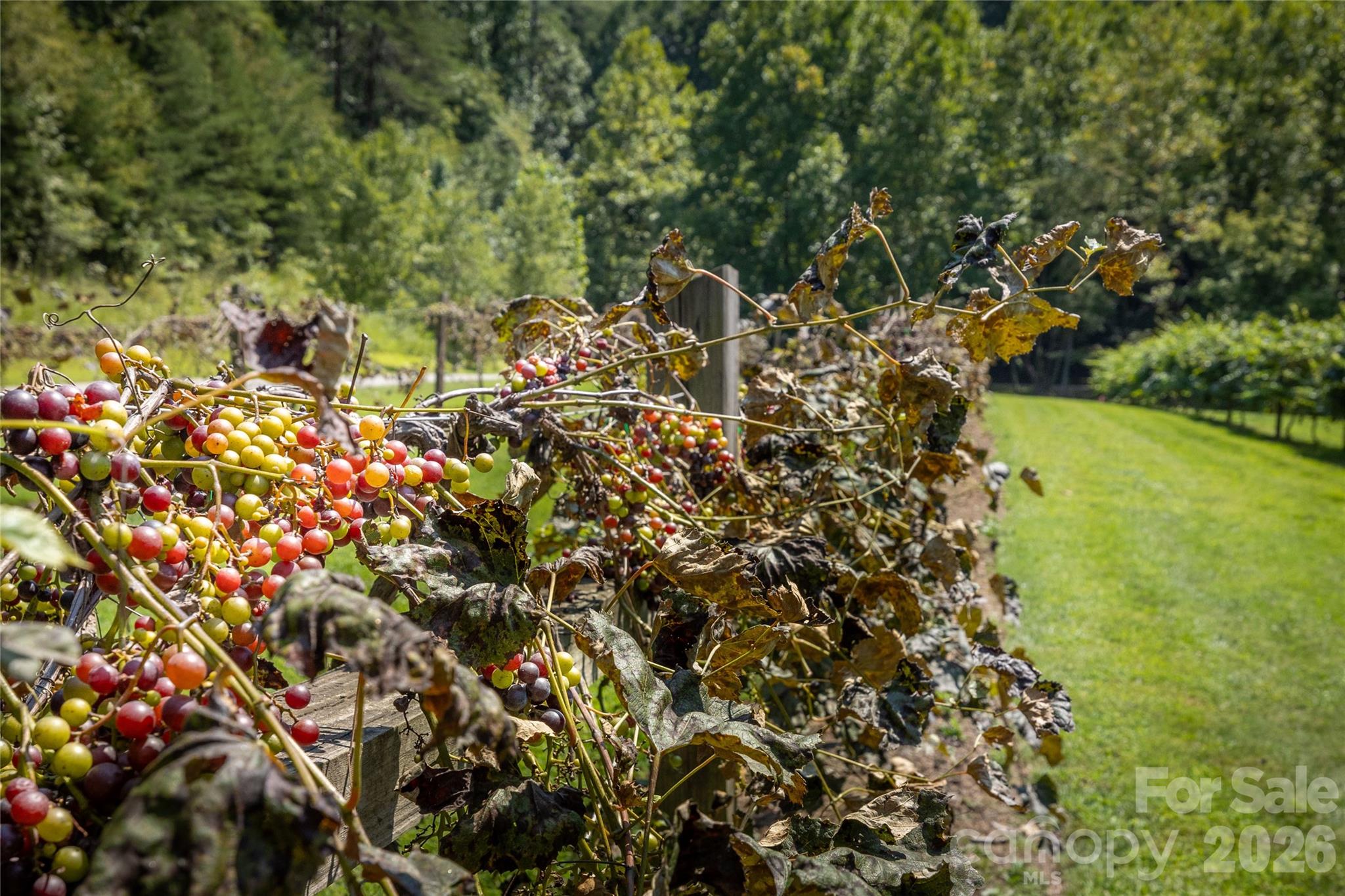 The Coves Mountain River Club - Residential