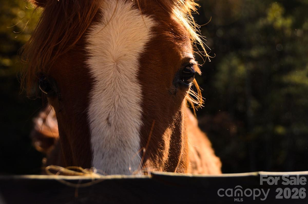 The Coves Mountain River Club - Residential