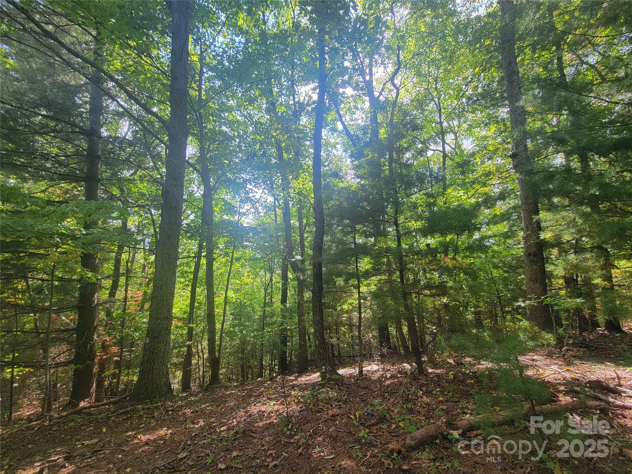 Pine Wood Heights - Land