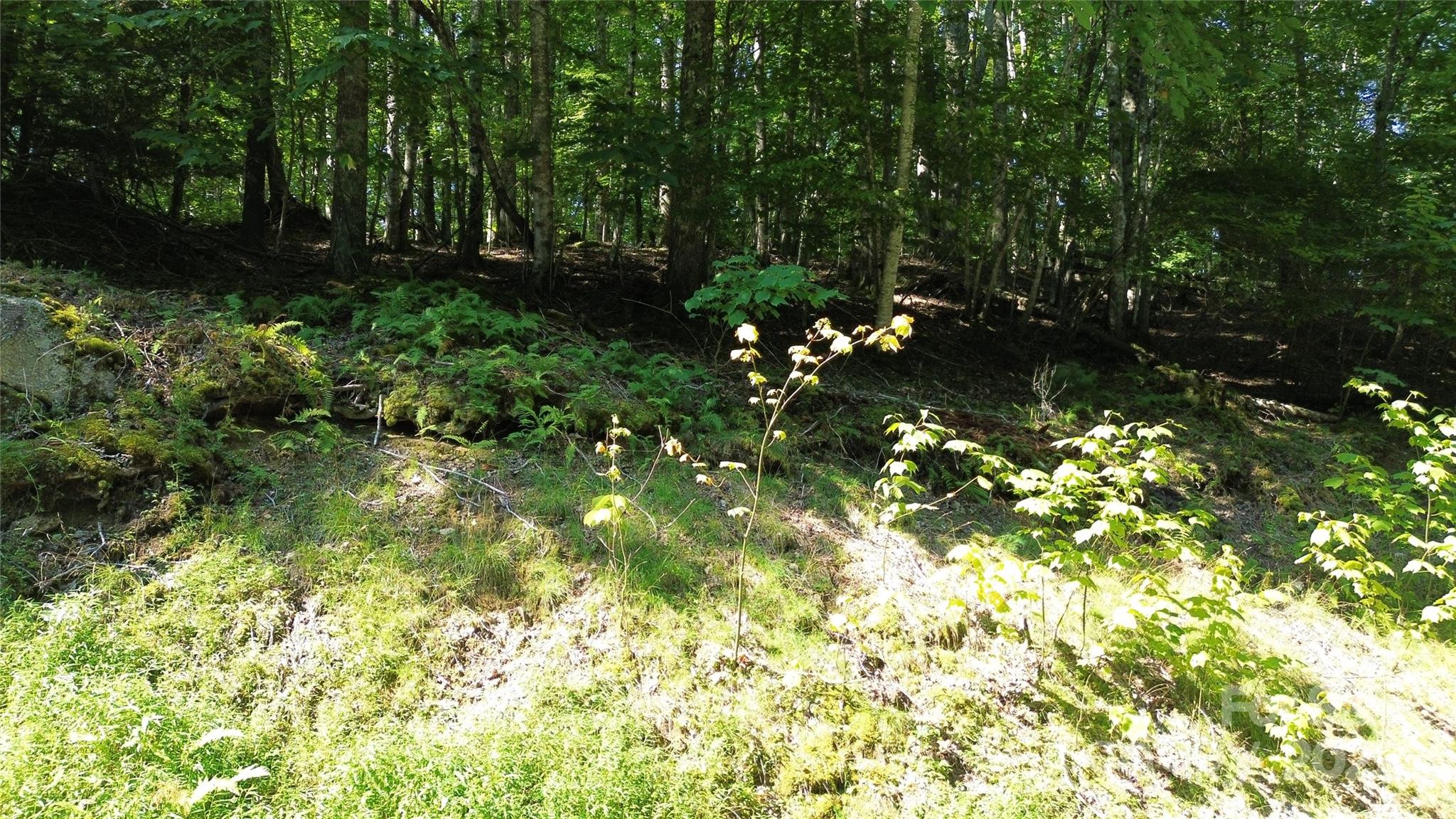 Ridgeview Woods - Land