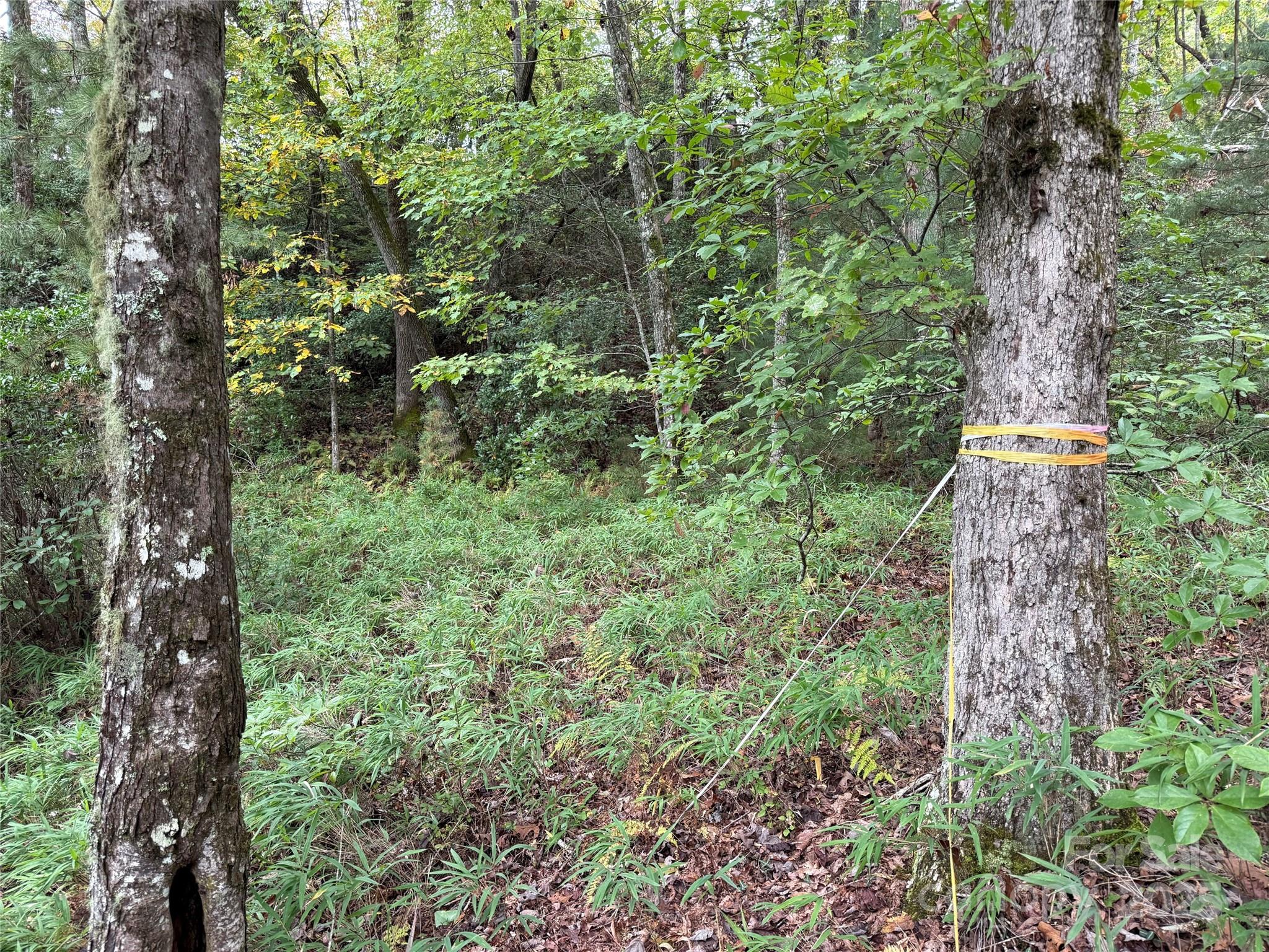 TDB Fern Cove Lane 44