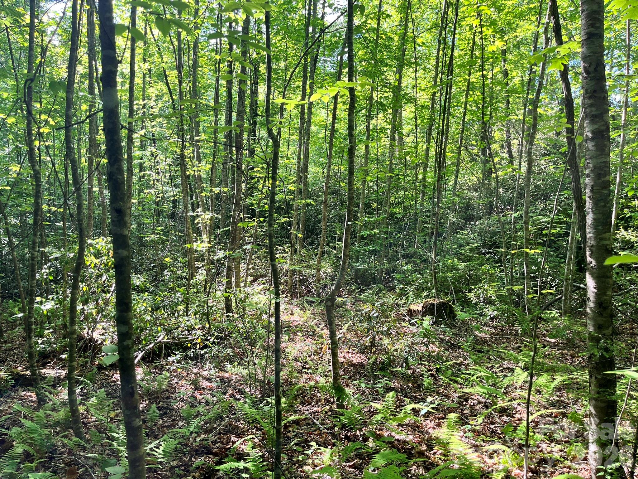 Round Mountain Falls - Land