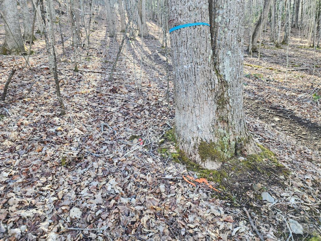 Celo Mountain Lands - Land