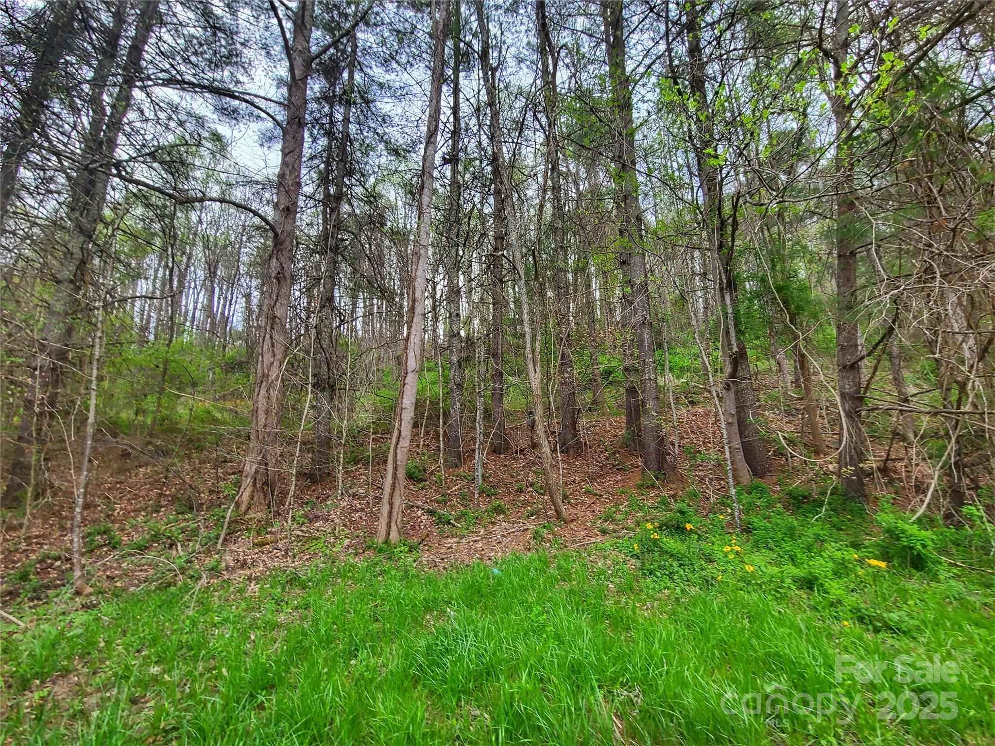 175 Blackberry Cove Drive 11