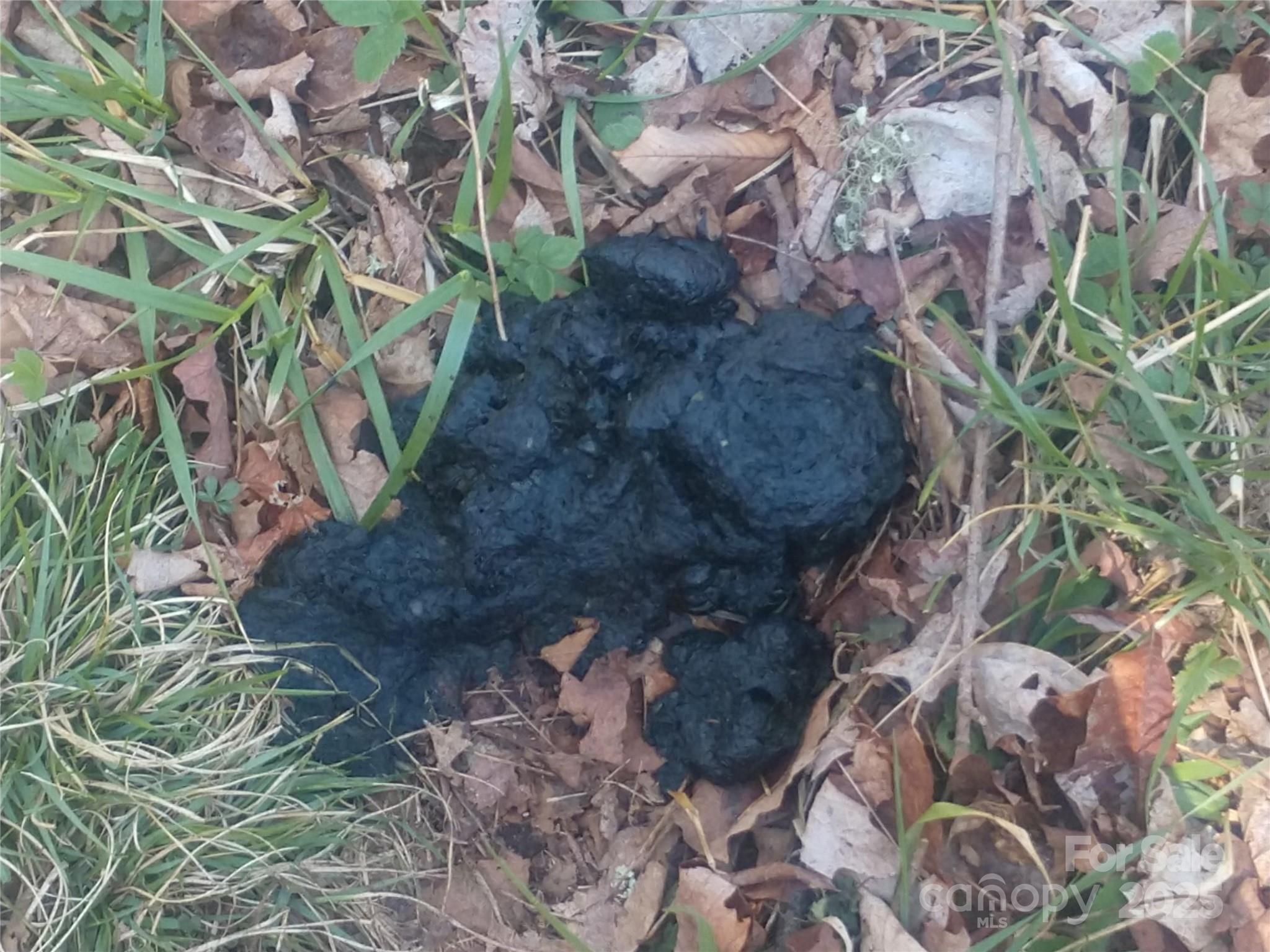 Big Laurel Inc - Land