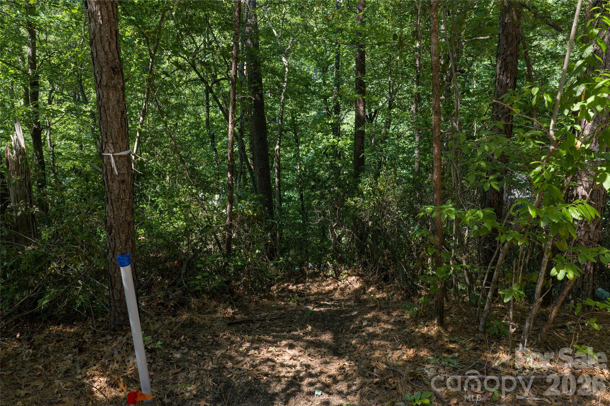 000 Dogwood Drive