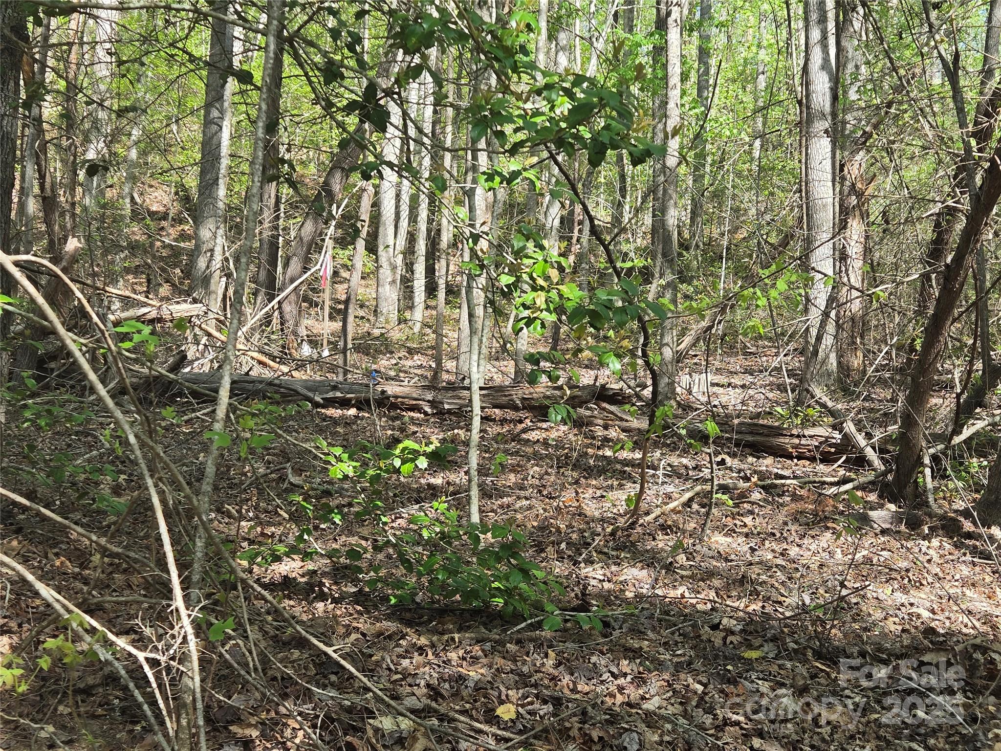 Rumbling Bald on Lake Lure - Land