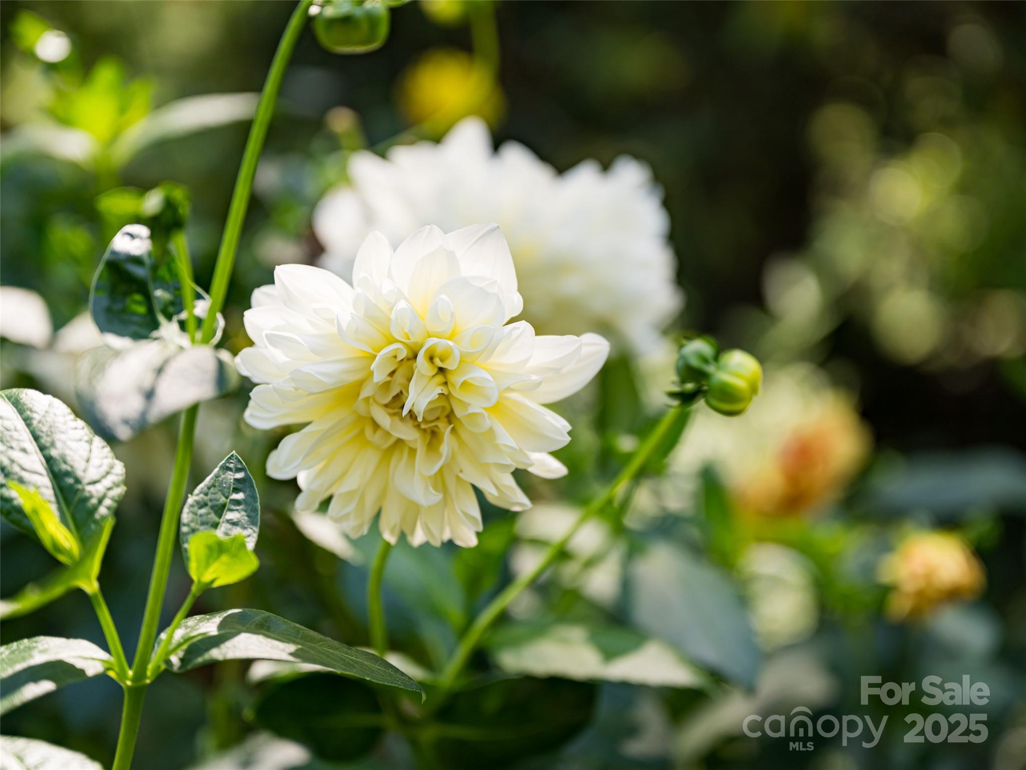 Biltmore Forest - Residential