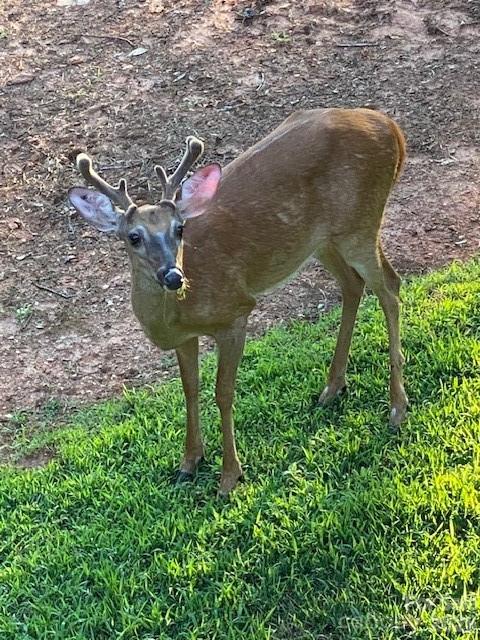 Riverbend at Lake Lure - Land