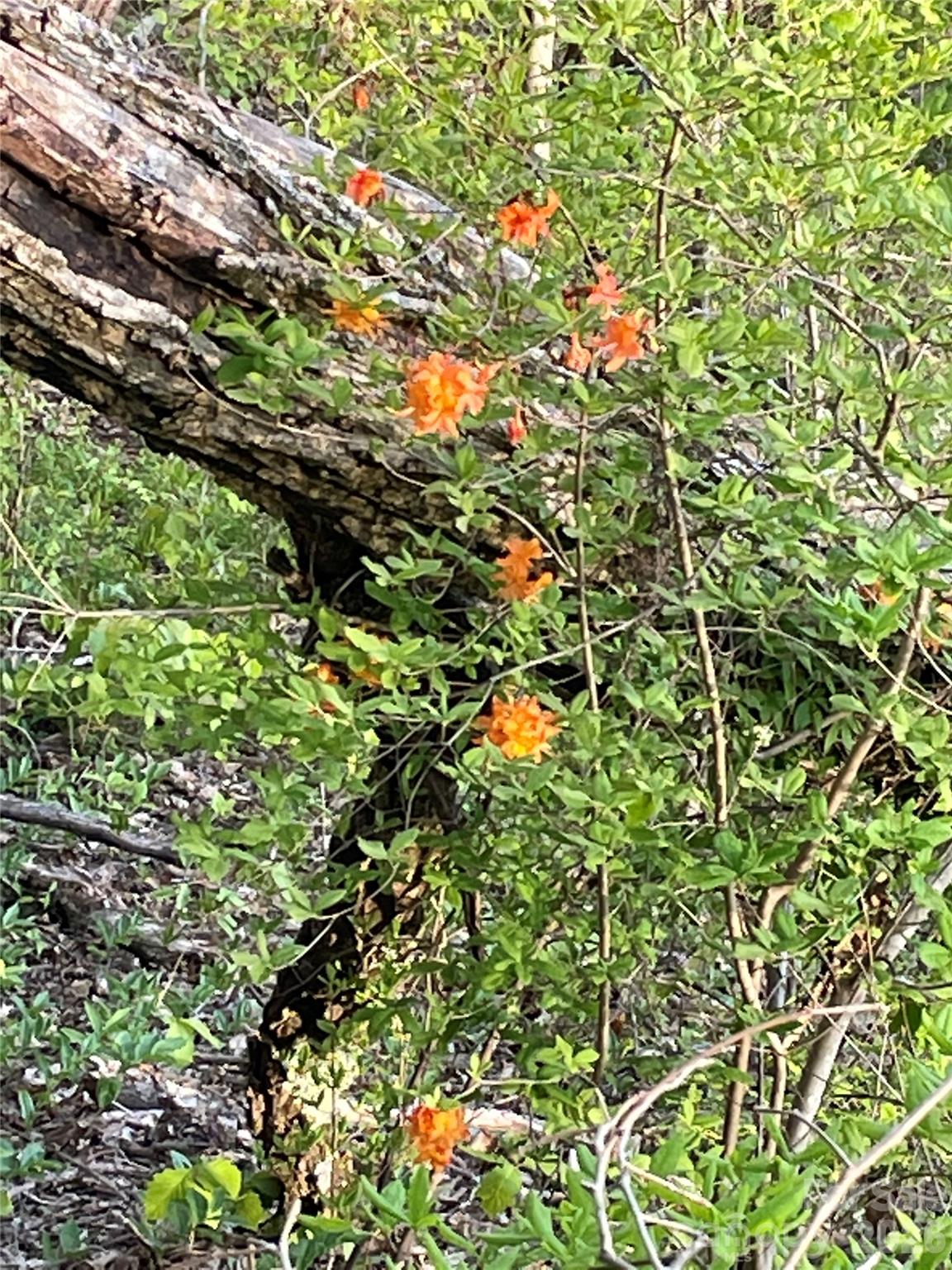 Couch Mountain - Land