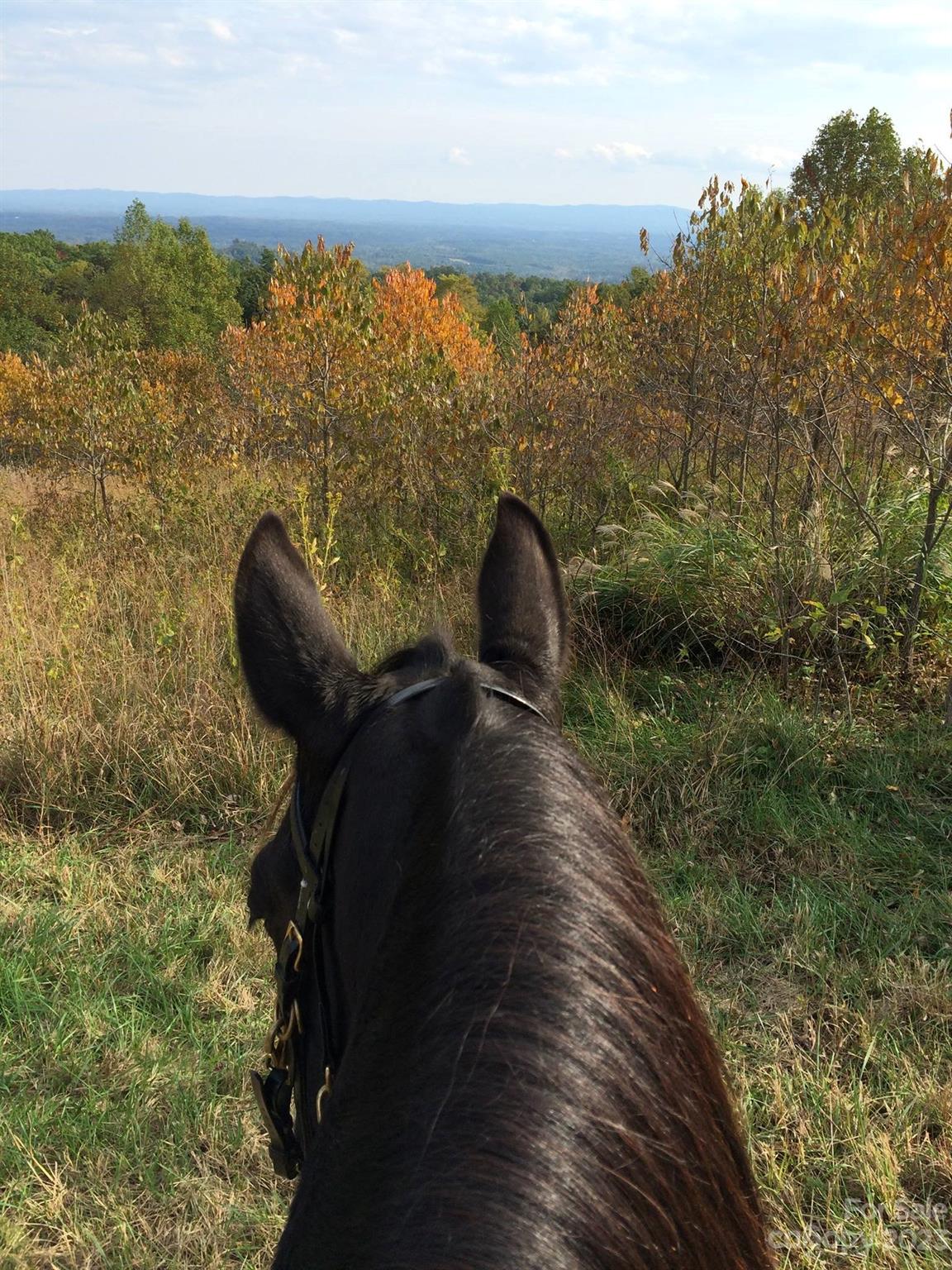 Ole Plantation - Land