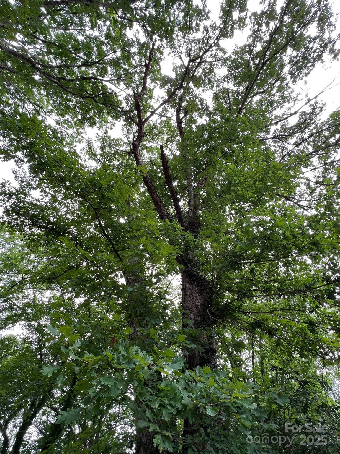 Fair Lane Estates - Land