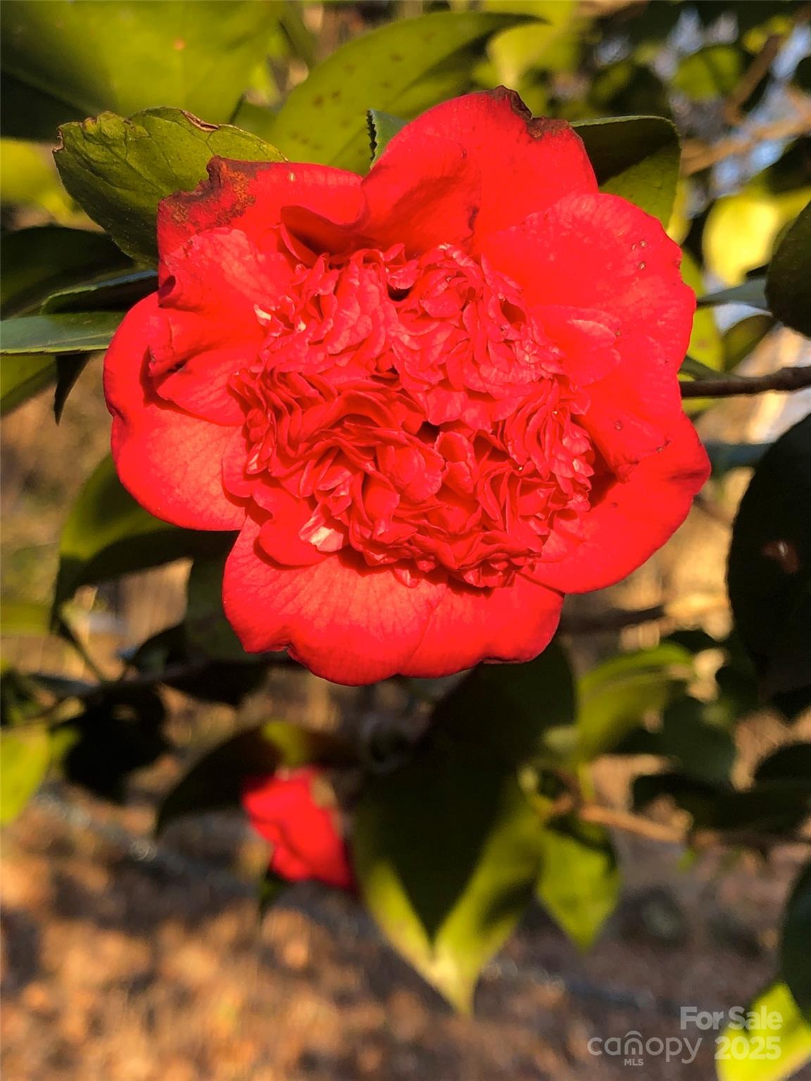 Fair Lane Estates - Land