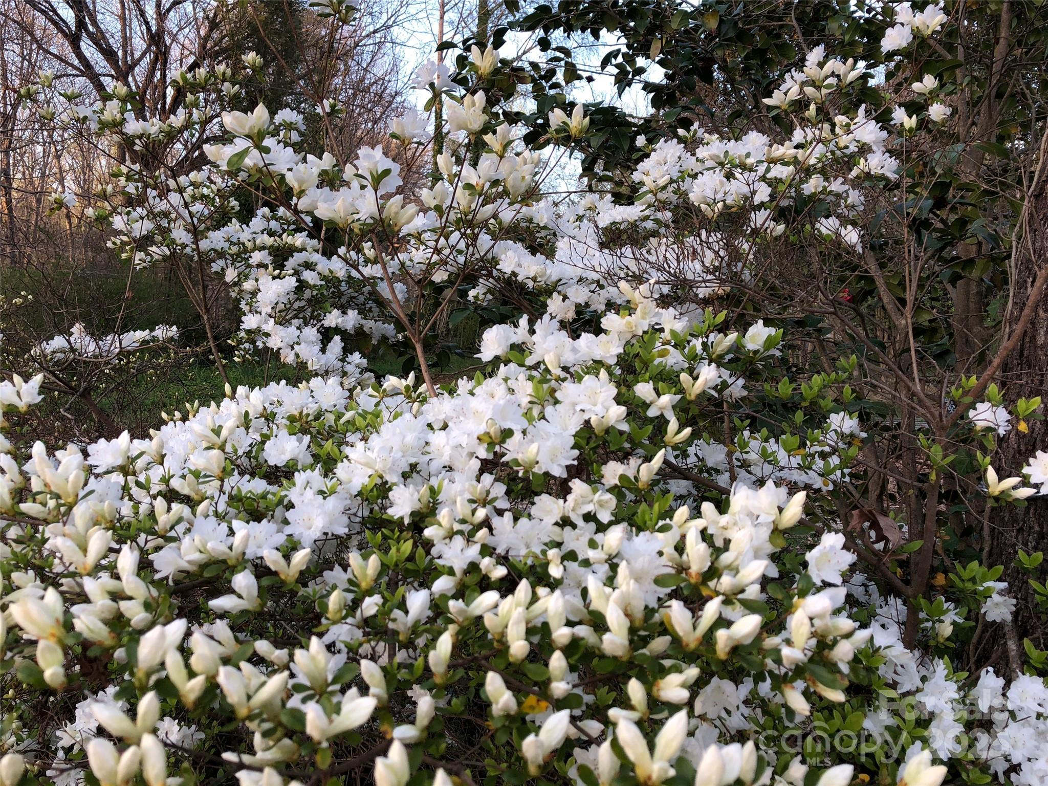 Fair Lane Estates - Land