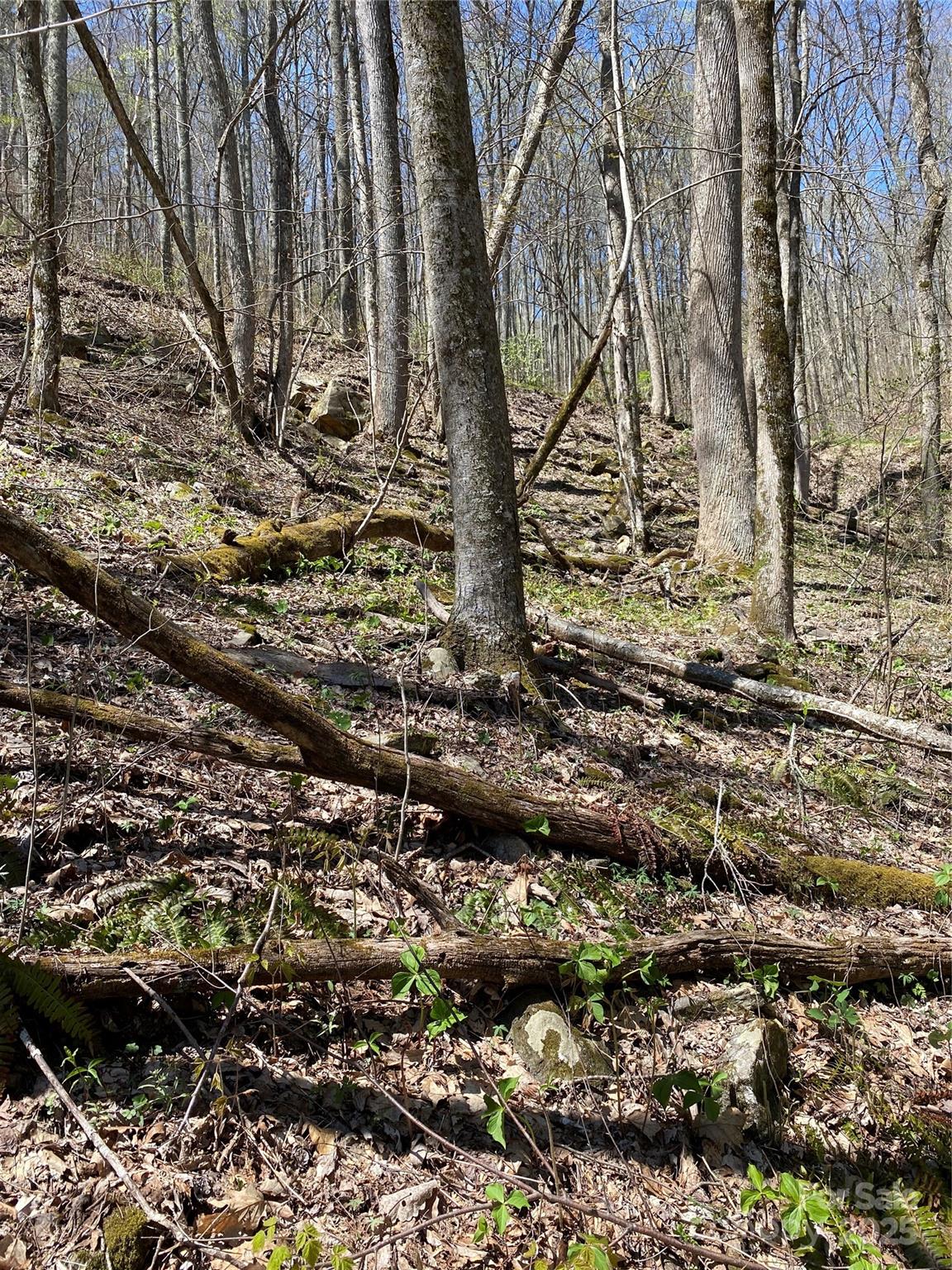 Fairview Forest - Land