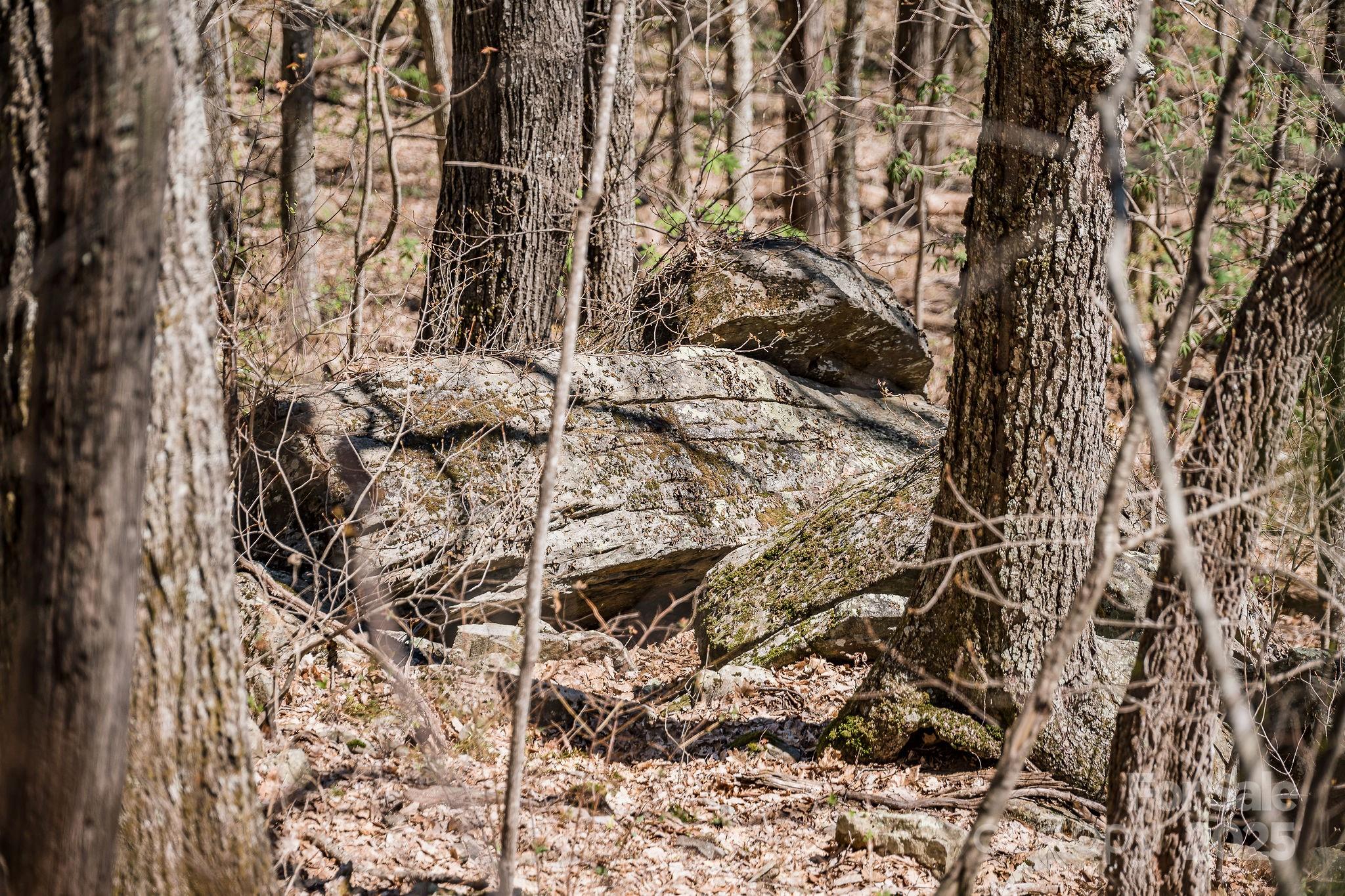 Fairview Forest - Land