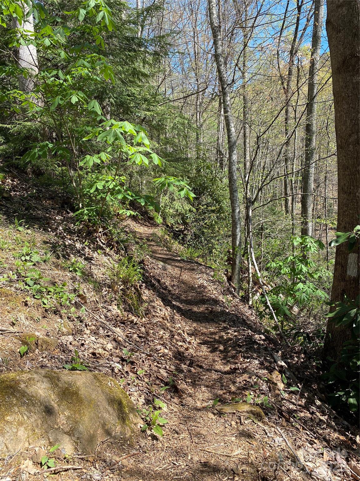 Fairview Forest - Land