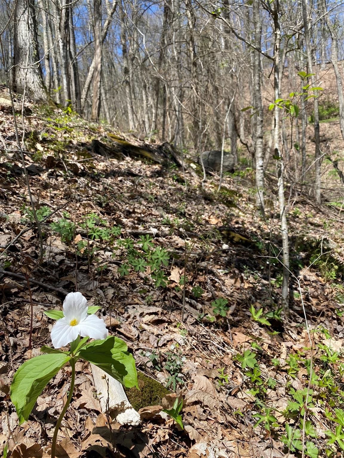 Fairview Forest - Land