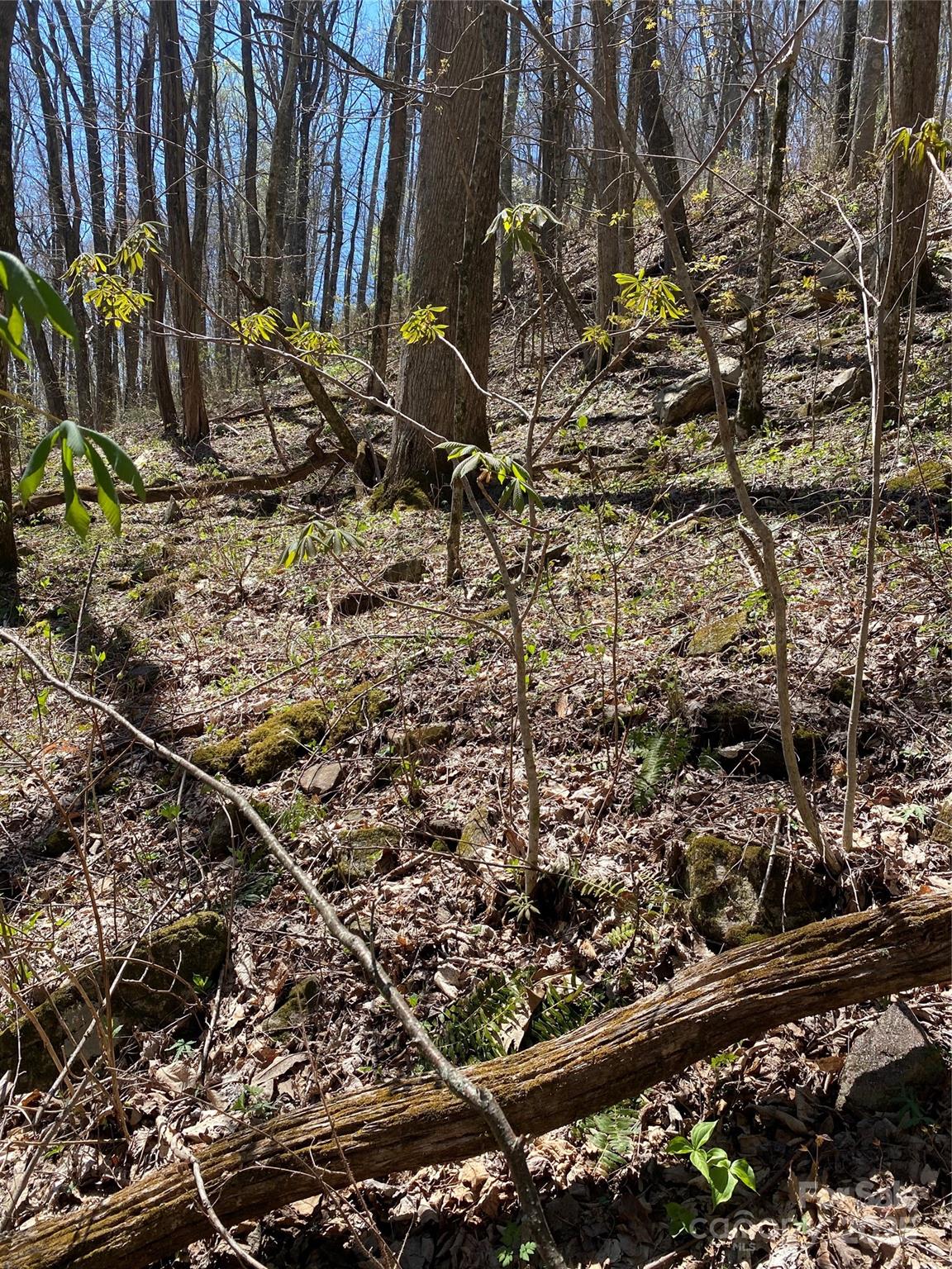 Fairview Forest - Land