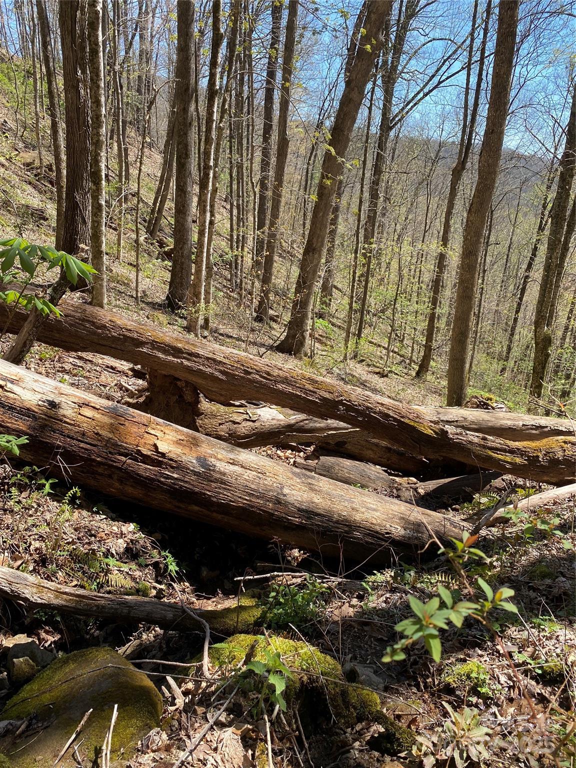 Fairview Forest - Land