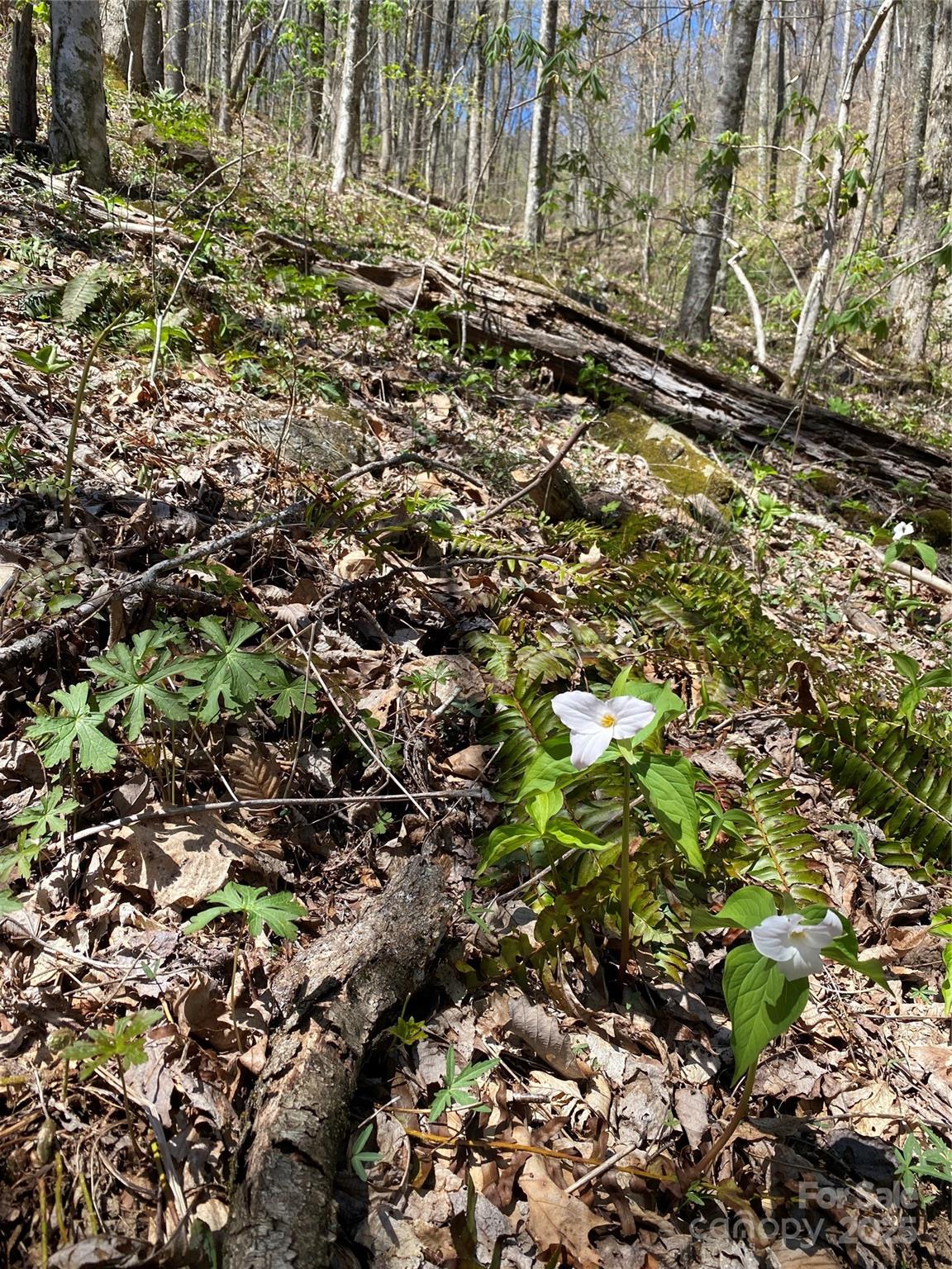 Fairview Forest - Land