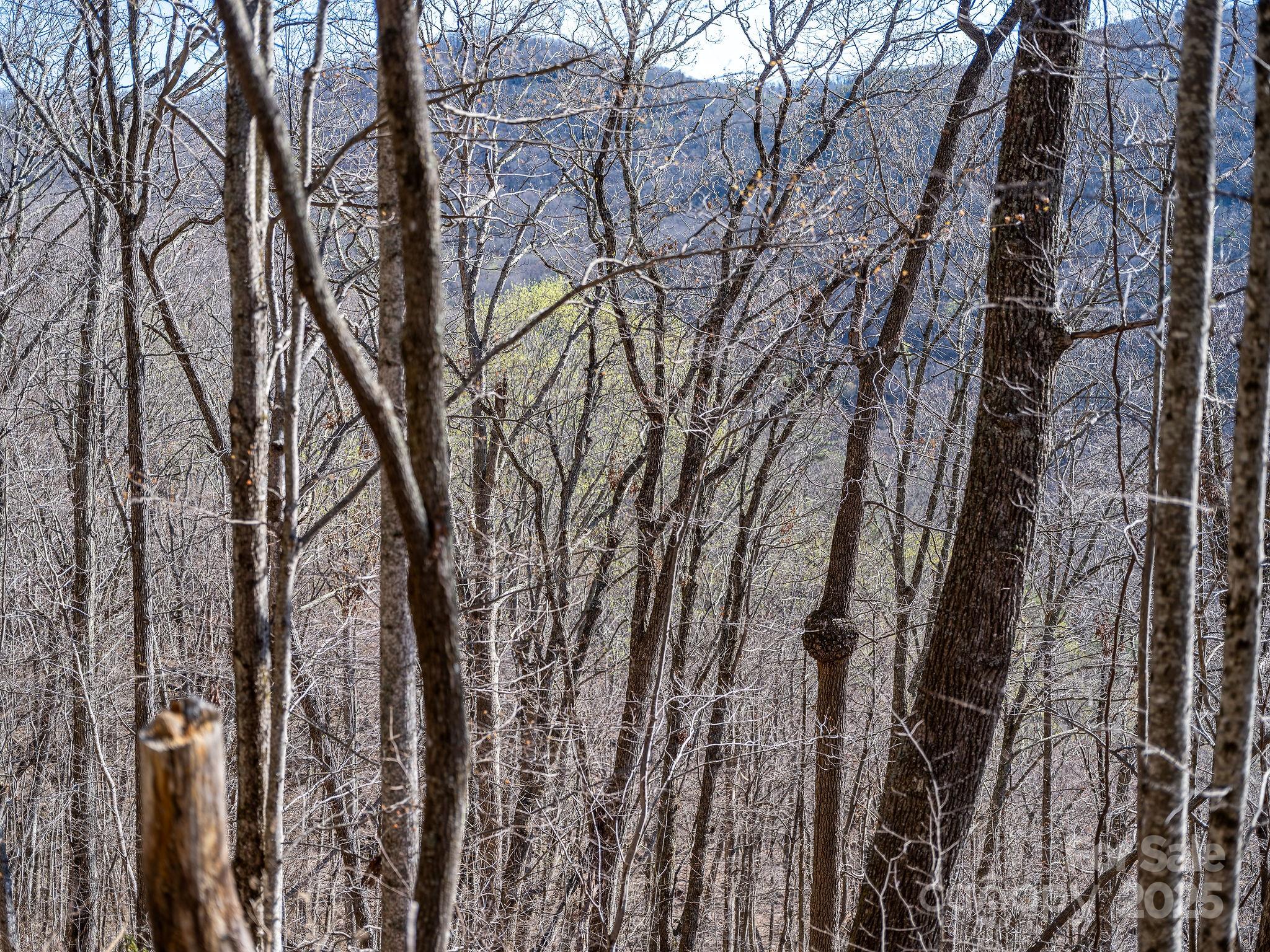 Fairview Forest - Land