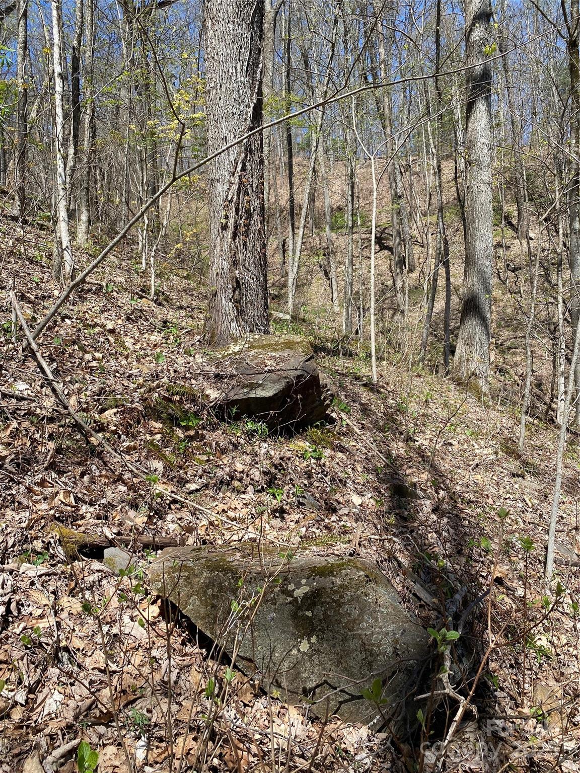 Fairview Forest - Land