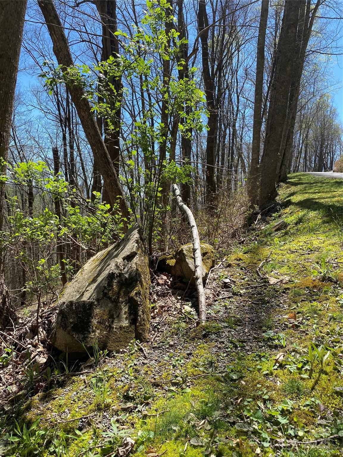 Fairview Forest - Land