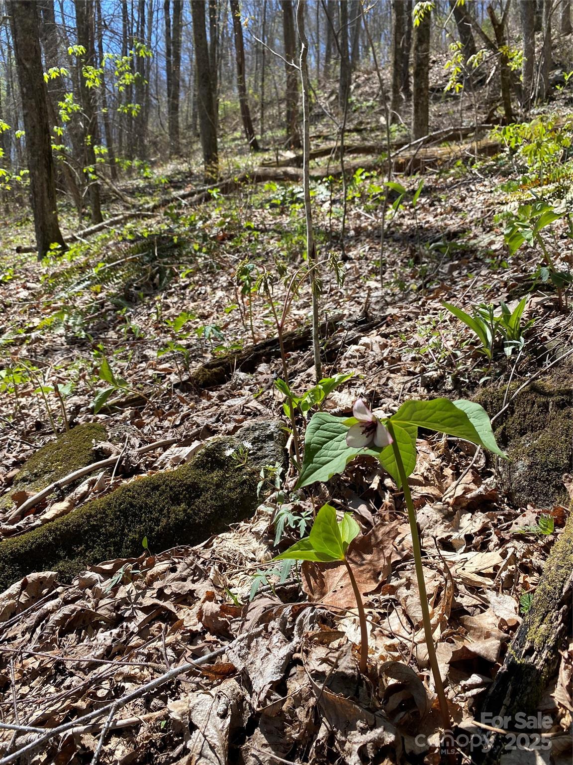 Fairview Forest - Land