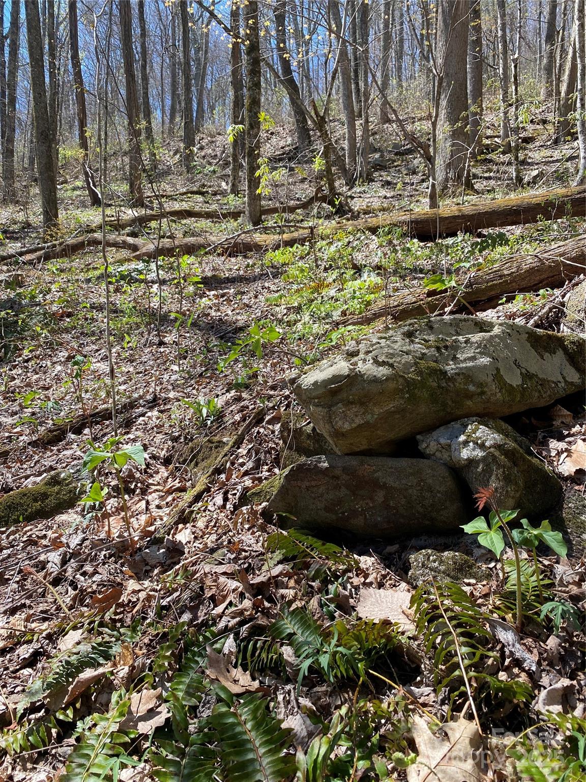 Fairview Forest - Land