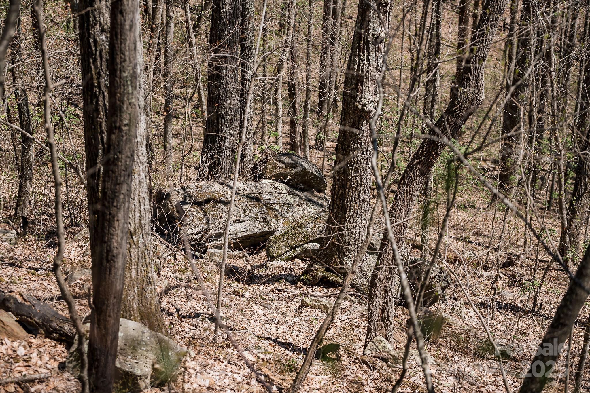 Fairview Forest - Land