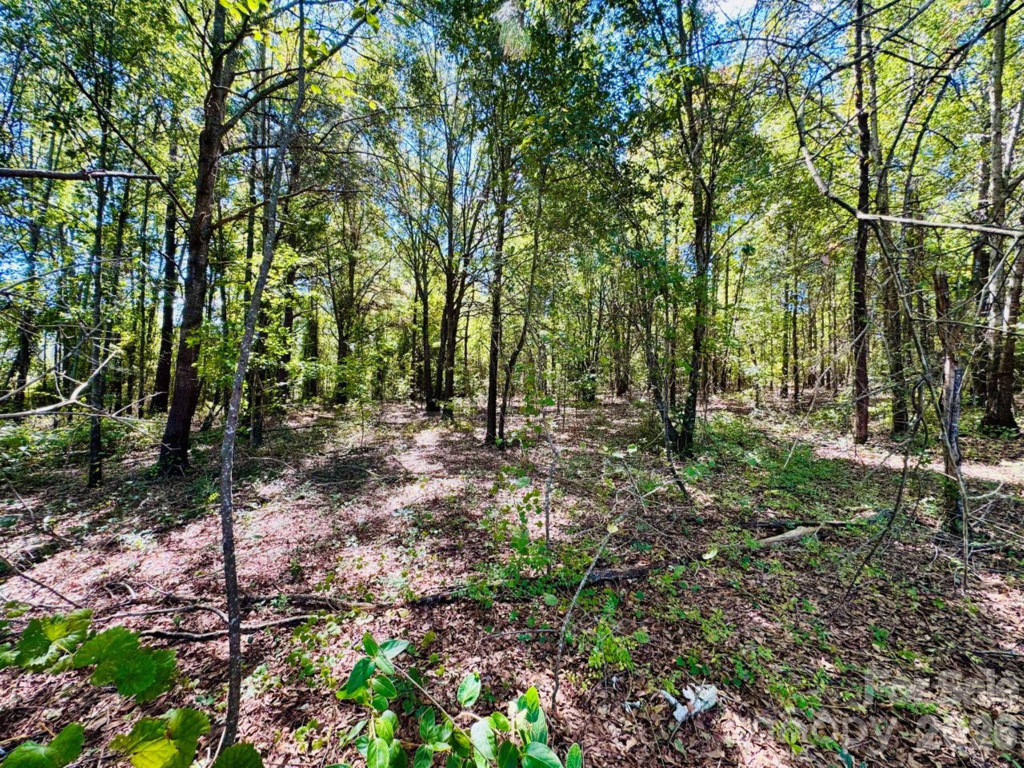 Lot 166 Brangus Lane