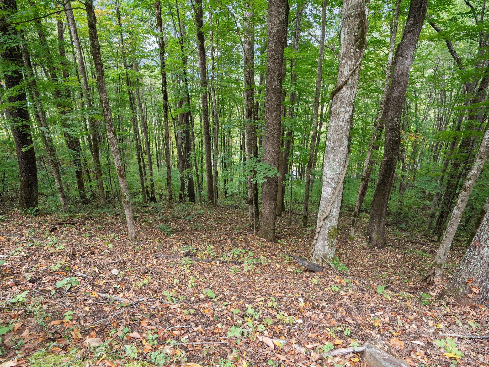 Highland Forest - Land