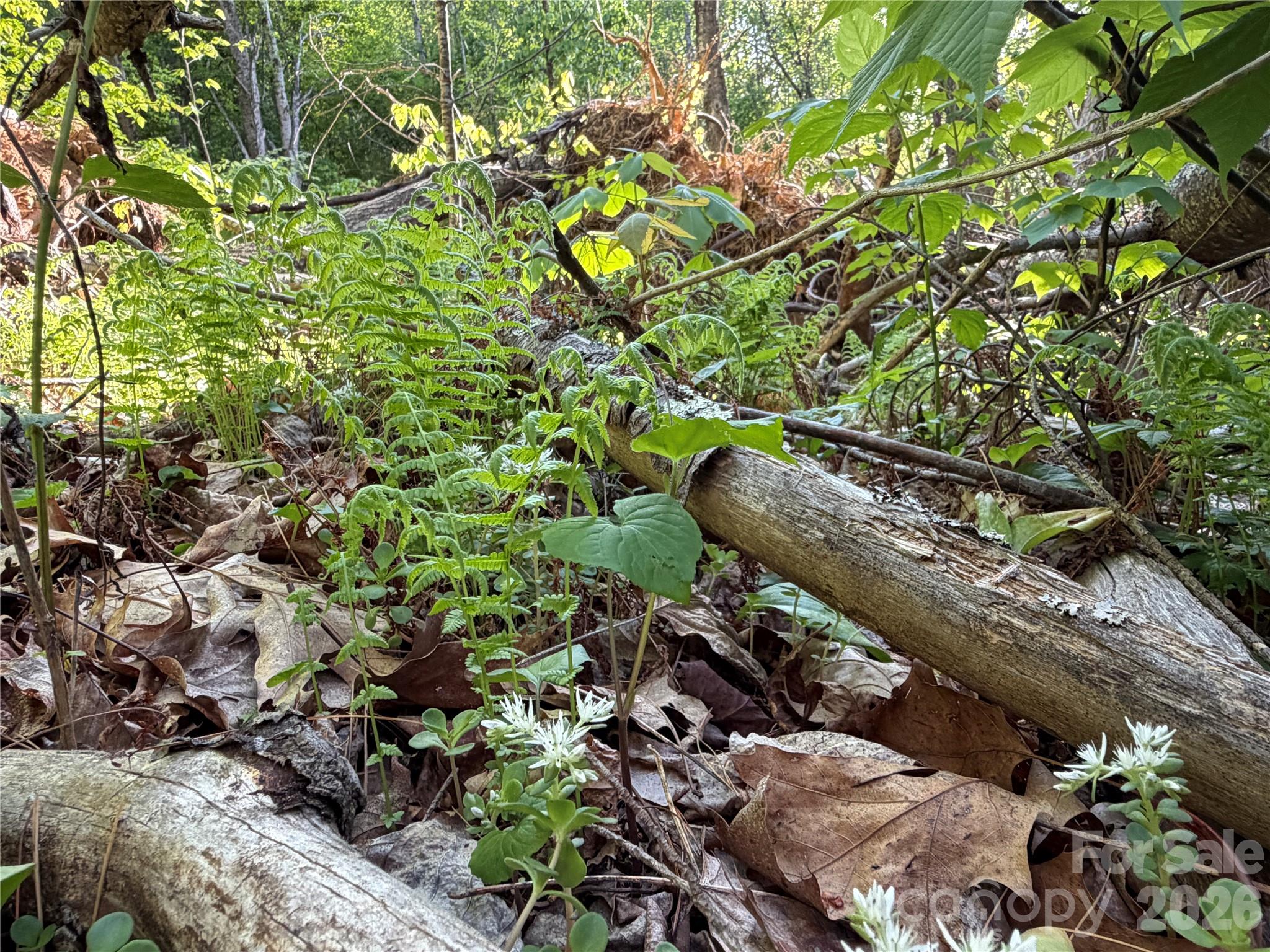The Orchard of Greene Cove - Land